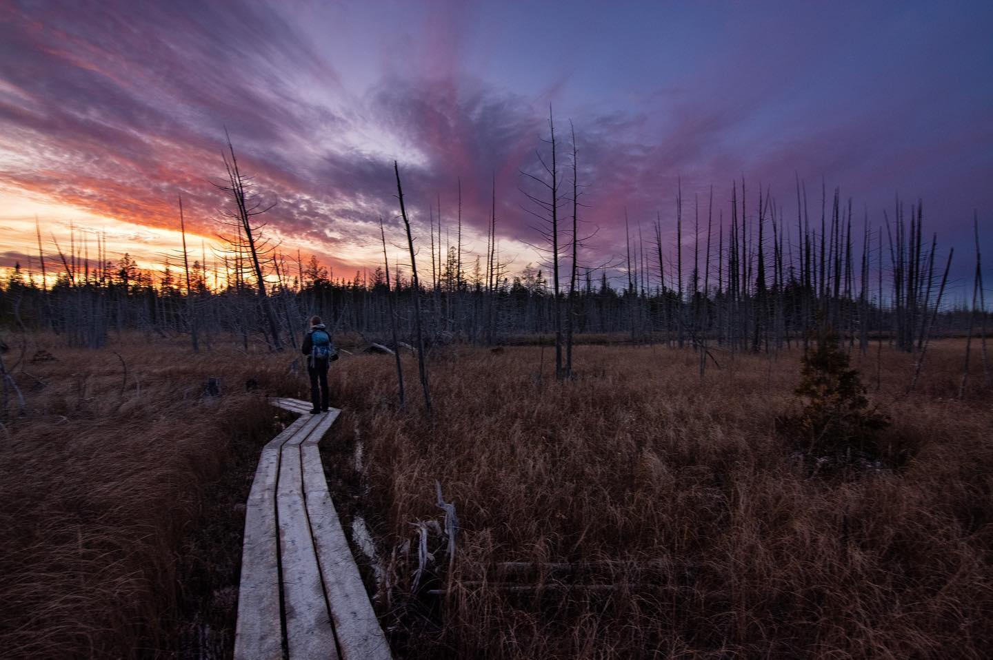 wide shot of a person with a backpack from behind walking along a boardwalk under a purple and orange sky with bare trees
