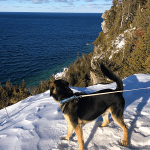 Dog overlooking winter landscape in Lions Head