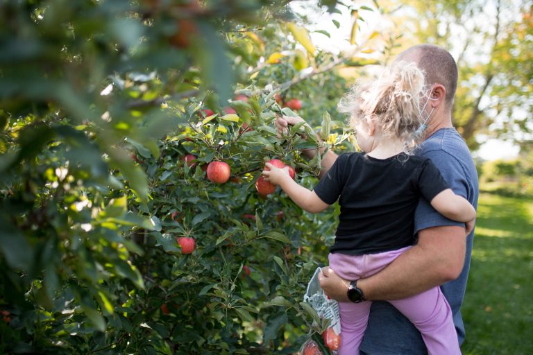 Parent and child picking apples