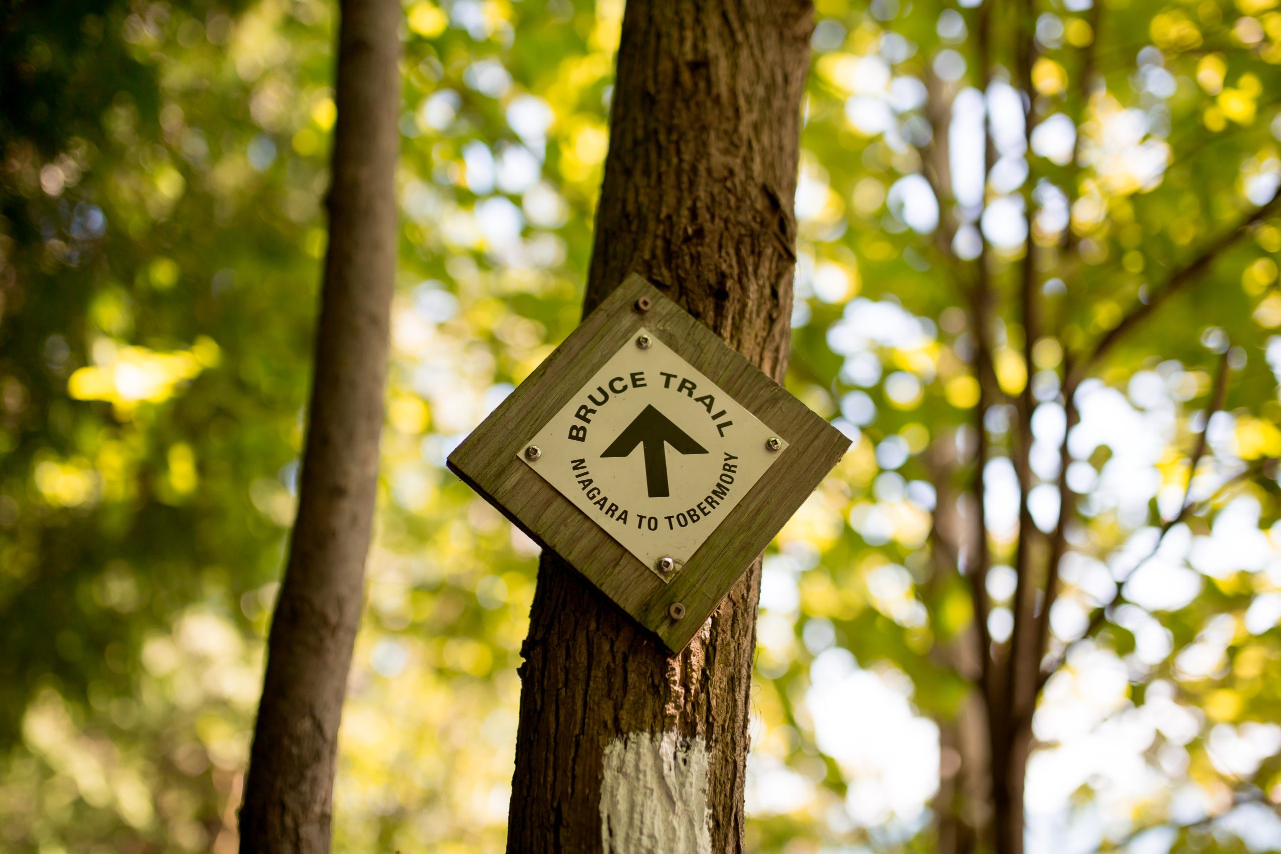 Bruce Trail sign in forest