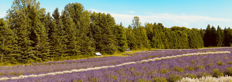 Essentially Lavender